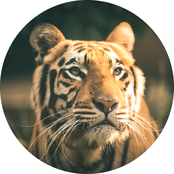 Muurcirkel tijger 2