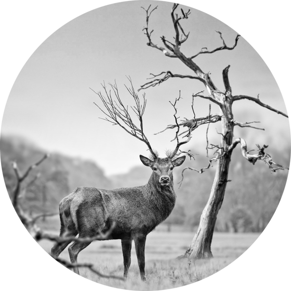 Muurcirkel Hert 2