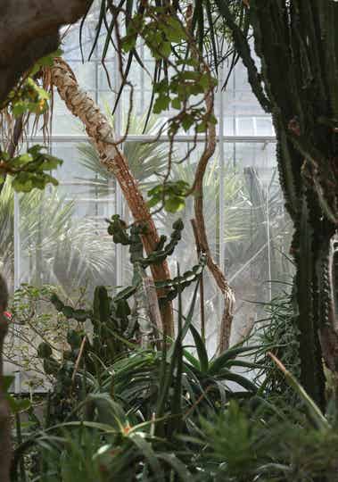Tuinposter Jungle