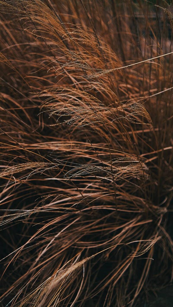Tuinposter Gras 3