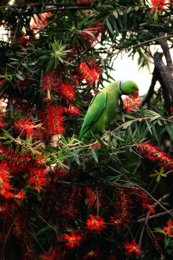 Tuinposter Groene Vogel