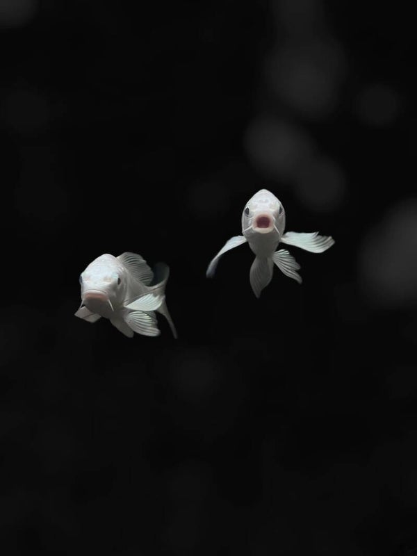 Tuinposter Vissen