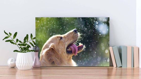 Canvas liggend Golden Retriever
