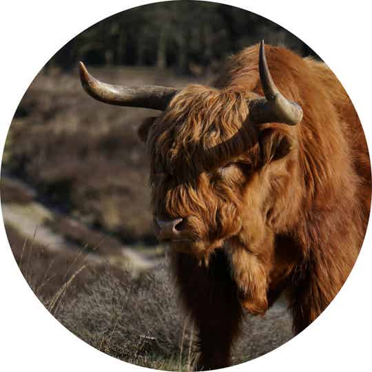 Muurcirkel Hooglander 33