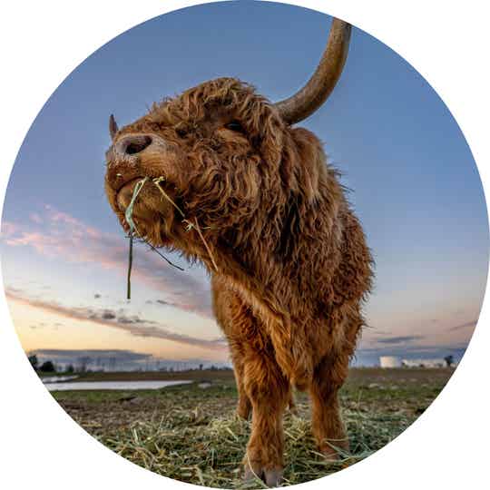 Muurcirkel Hooglander 35