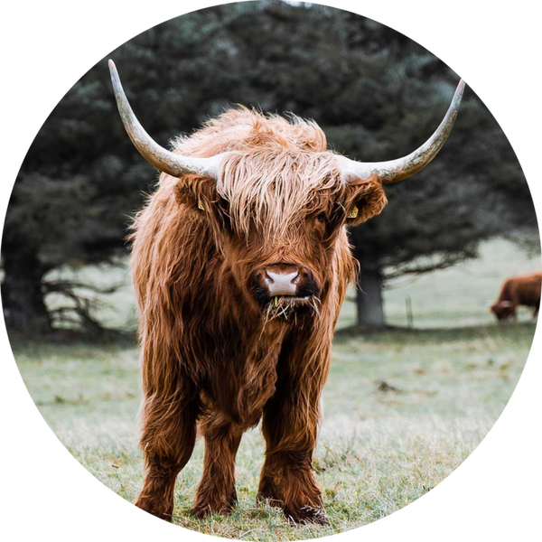 Muurcirkel hooglander 15