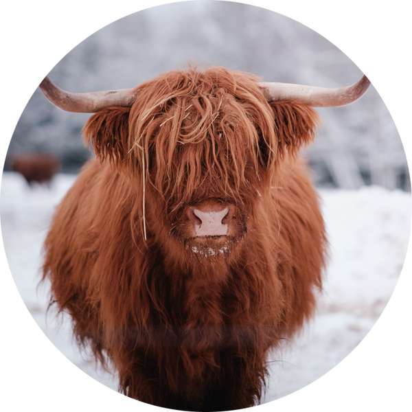 Muurcirkel Hooglander 2