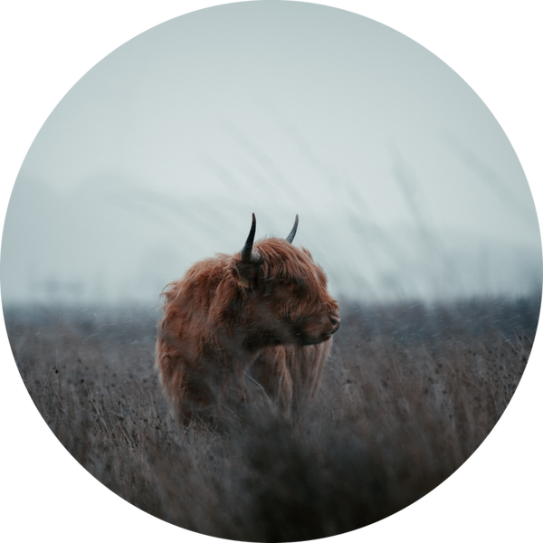 Muurcirkel Hooglanders 4