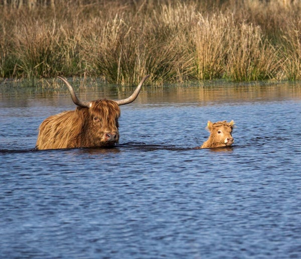 Tuinposter Hooglanders J. 2