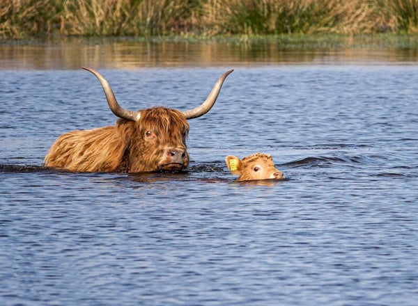 Tuinposter Hooglanders J. 3