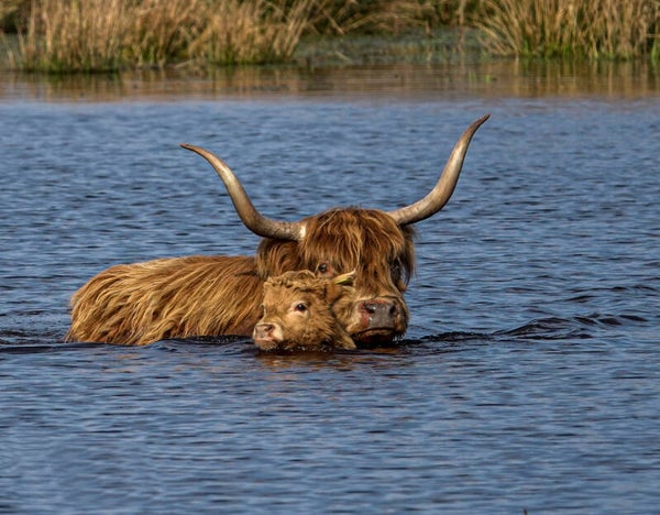 Tuinposter Hooglanders J. 4