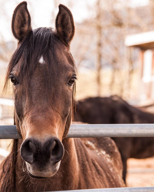 Wandkleed Paard 2