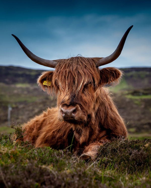 Wandkleed Hooglander 5