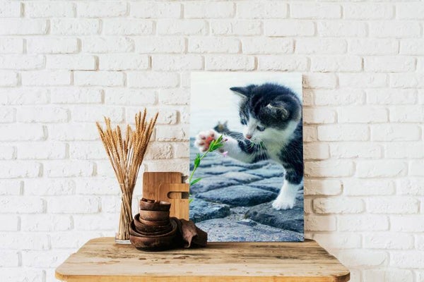 Canvas staand Kitten