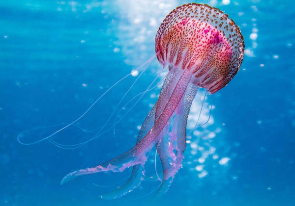 Tuinposter Kwal liggend