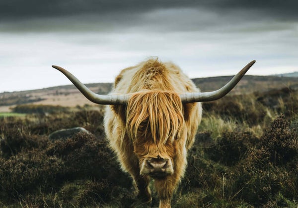 Tuinposter Hooglander 11