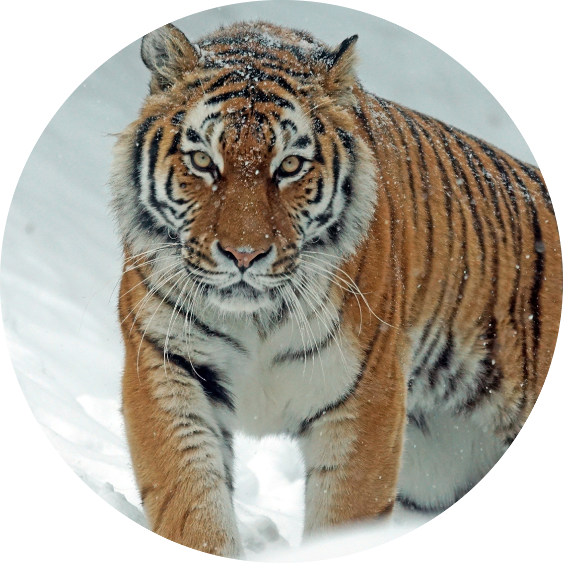 Muurcirkel Tijger 1