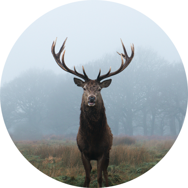 Muurcirkel Hert 5