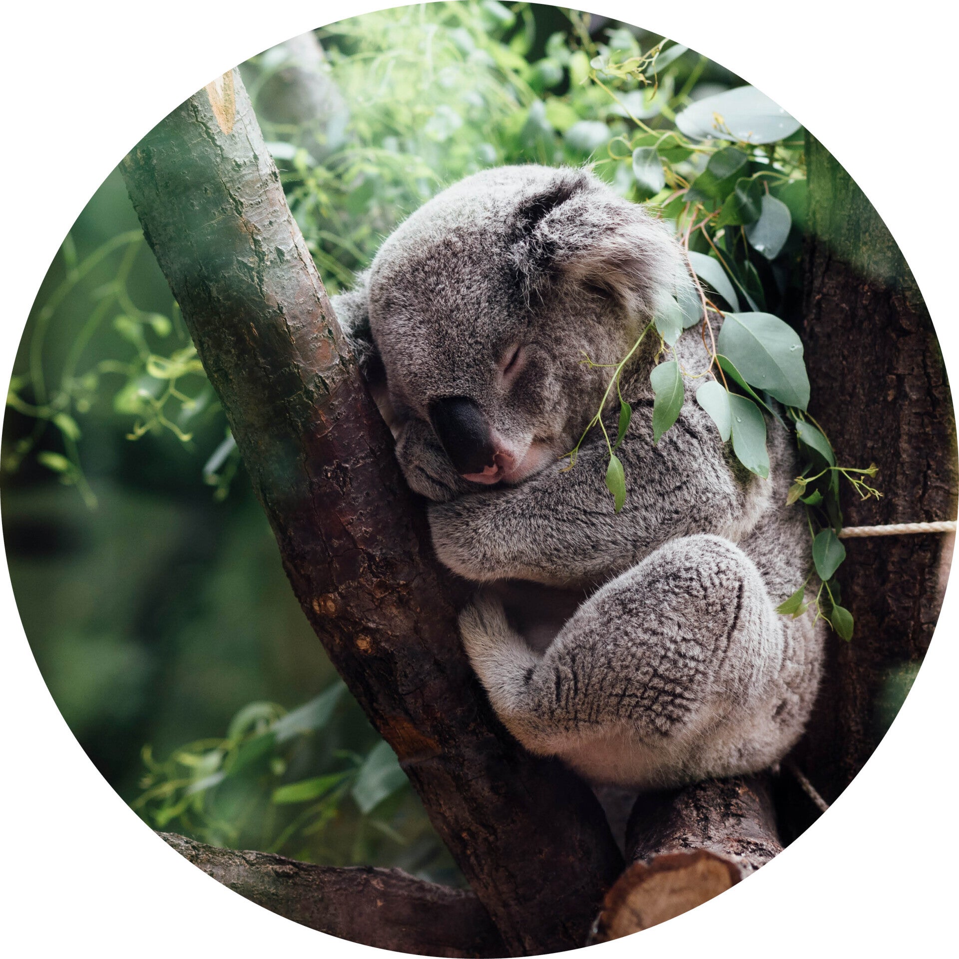 Muurcirkel Koala