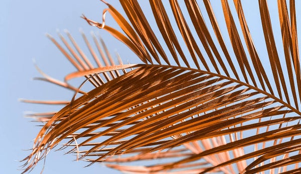 Inductie beschermer Groot blad