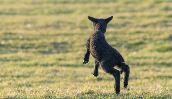 Inductie beschermer Lammetje