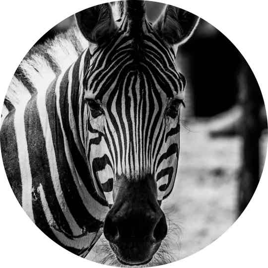 Muurcirkel Zebra