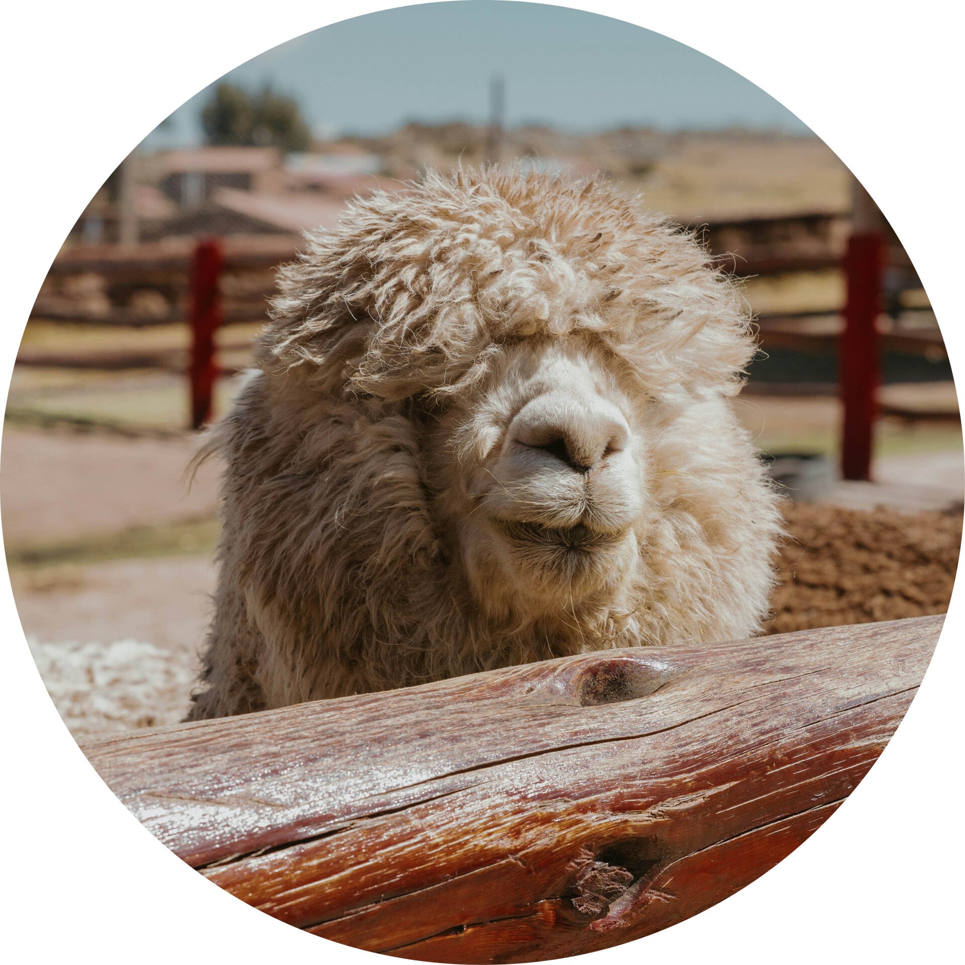 Muurcirkel alpaca 12