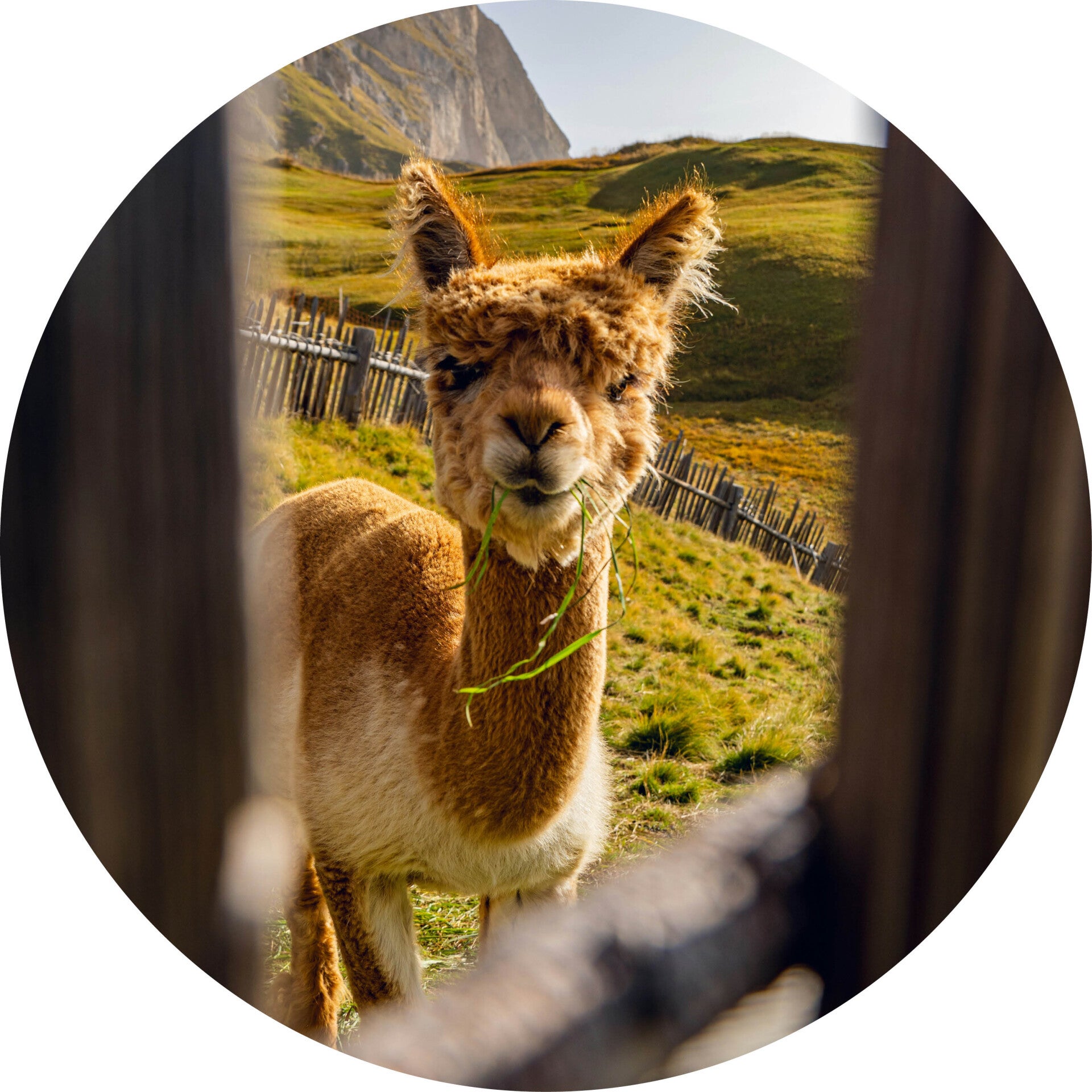 Muurcirkel alpaca 13