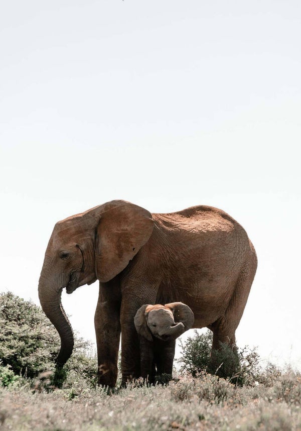 Tuinposter Olifant 5