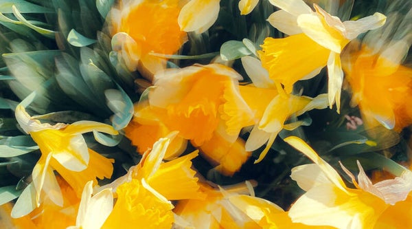 Inductie beschermer Bloemen geel