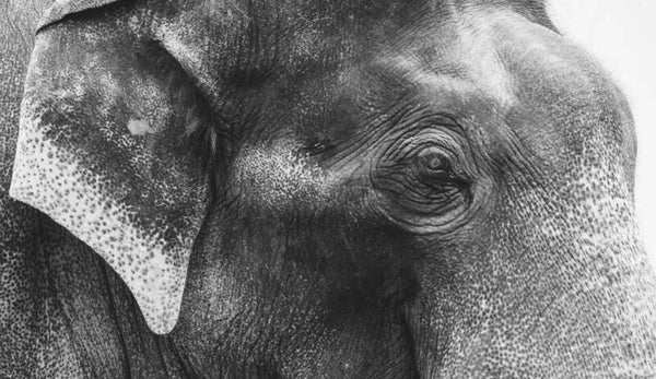 Inductie beschermer Olifant