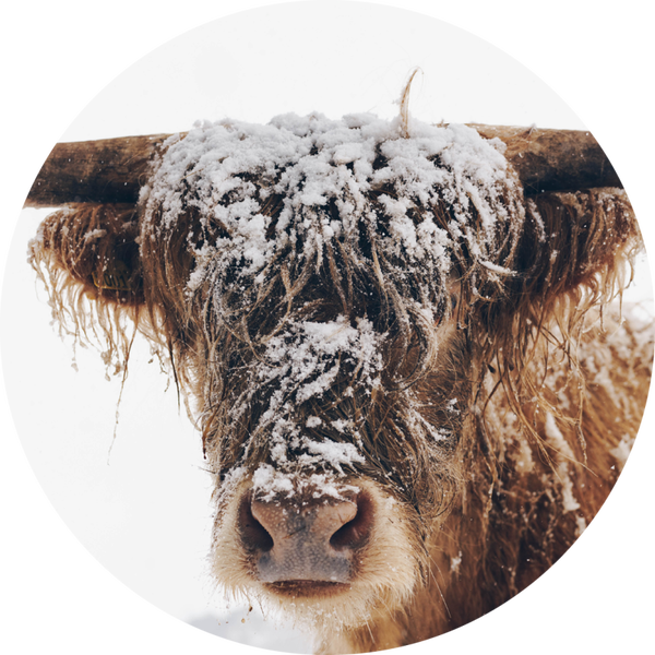 Muurcirkel Hooglander 19