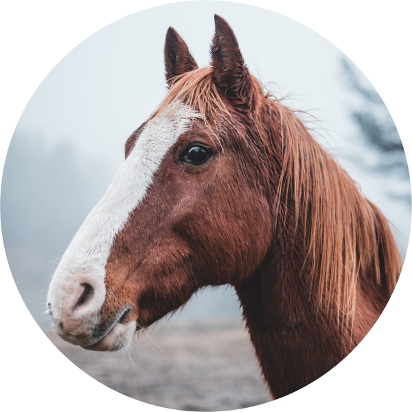 Muurcirkel Paard 9