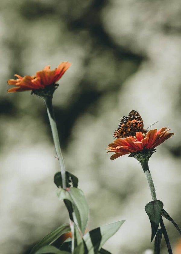 Tuinposter Bloemen 3