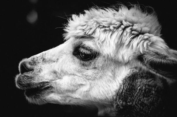 Tuinposter Alpaca 6
