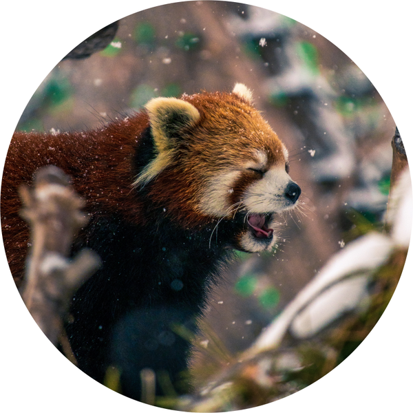 Muurcirkel Rode Panda