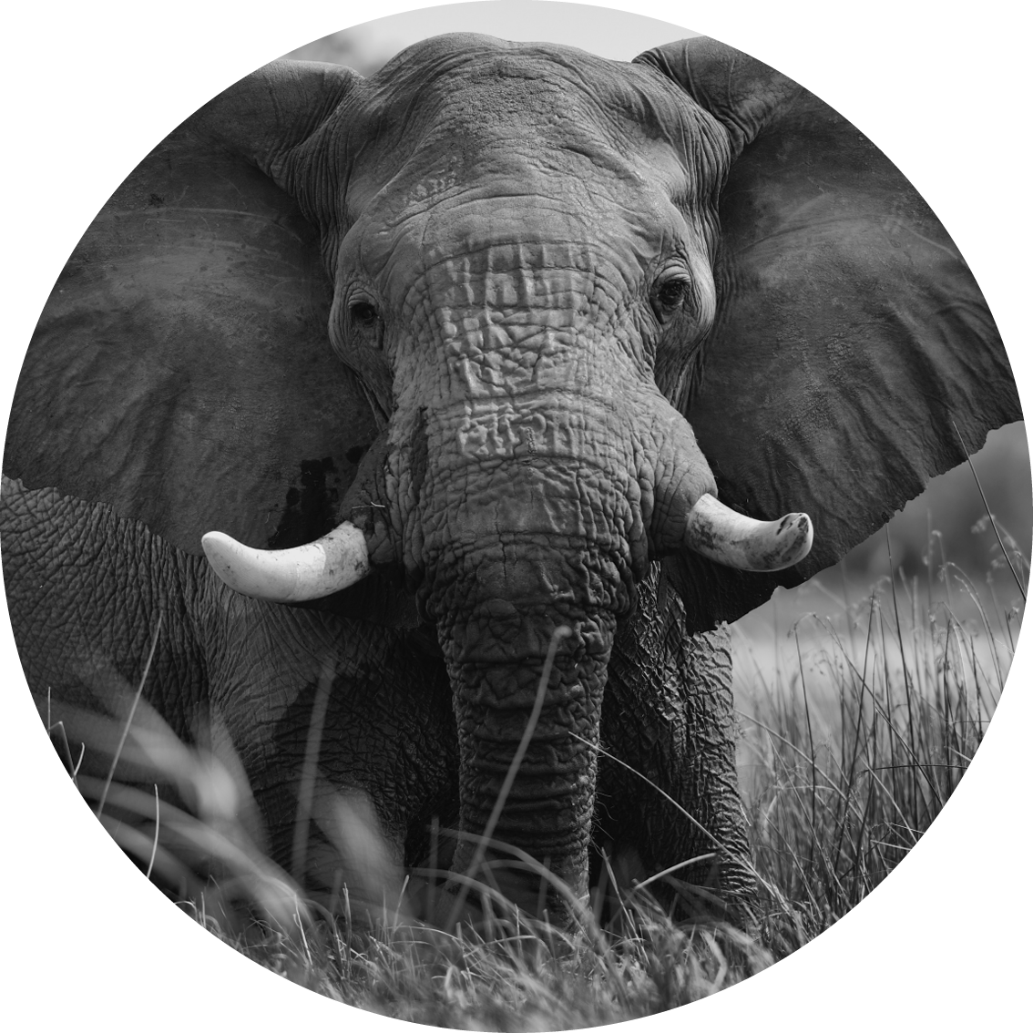 Muurcirkel olifant 4