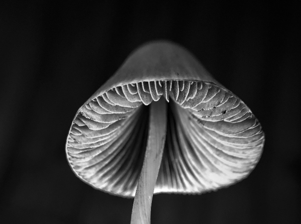 Tuinposter Paddenstoel