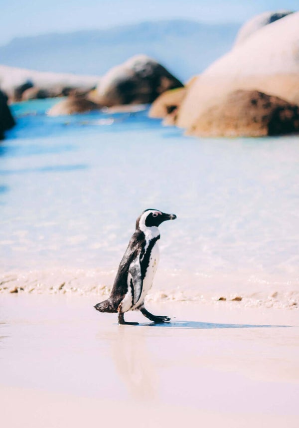 Tuinposter Pinguin 1