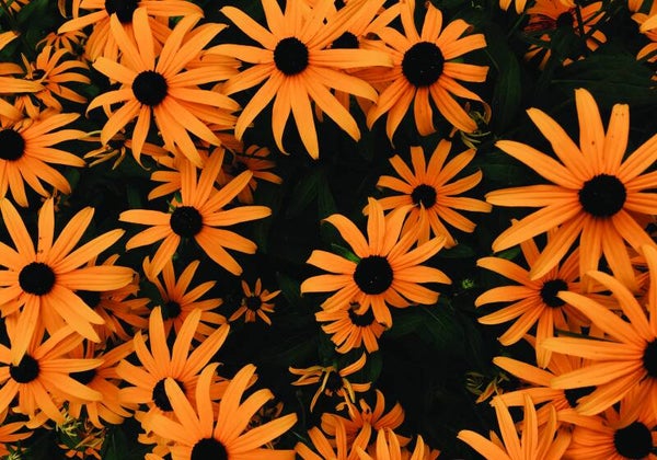 Tuinposter Oranje bloemen