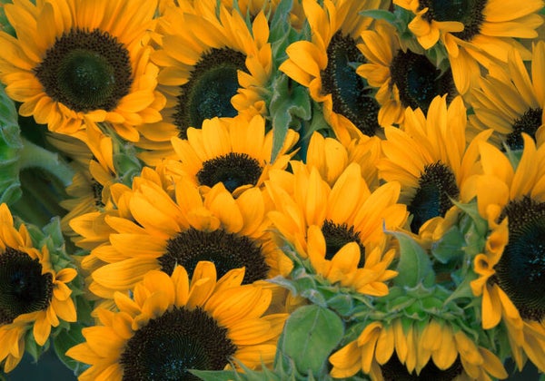 Tuinposter Bloemen 11