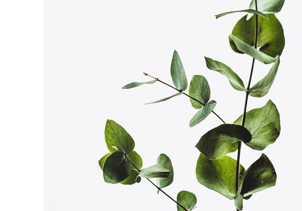 Tuinposter Bladeren 1