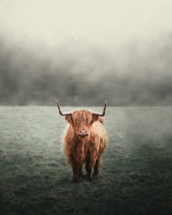 Wandkleed Hooglander 1