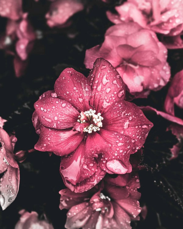 Wandkleed Roze bloemen