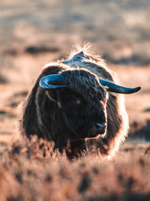 Wandkleed Hooglander 6