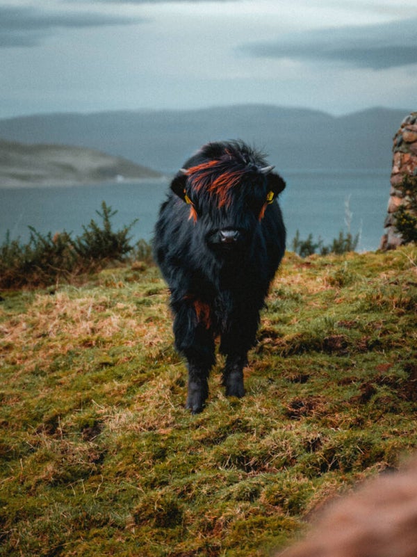 Wandkleed Hooglander 7