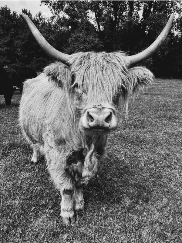 Wandkleed Hooglander 8