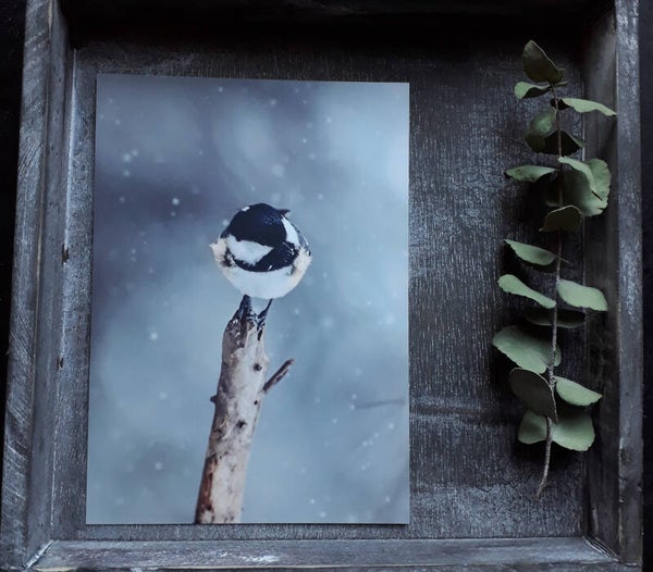 Vogel im Schnee, ohne Couvert