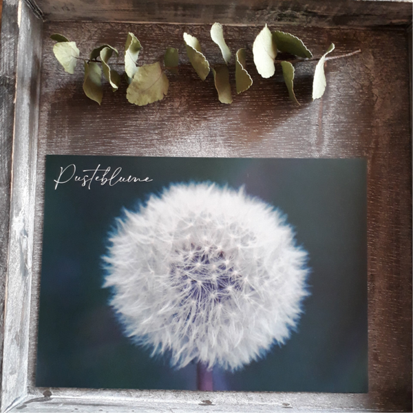Pusteblumenblumekarte ohneCouvert