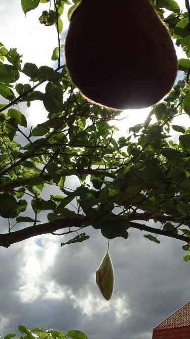 vilten vogelnestjes bengelen in de boom